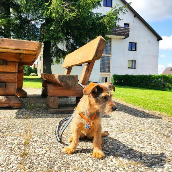 Ferienwohnung Harzluchs Mit Balkon, Netflix Und Sauna Im Haus Hohegeiß Extérieur photo